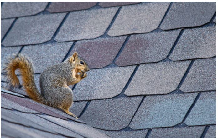 Squirrel on a roof